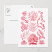 フロリデエ ポストカード (正面/裏面)