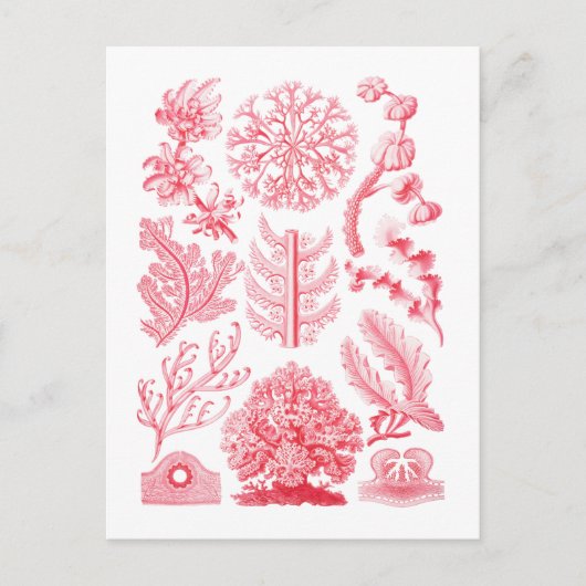 フロリデエ ポストカード (正面)