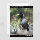 フロリ後を追ダの群れ ポストカード (正面/裏面)