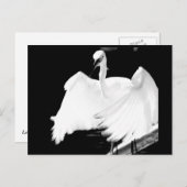 フロリ救ダーの鳥 ポストカード (正面/裏面)