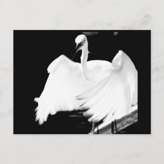 フロリ救ダーの鳥 ポストカード