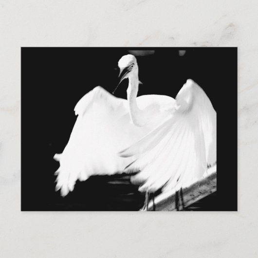 フロリ救ダーの鳥 ポストカード (正面)