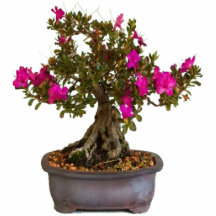 フロレシタスロサス