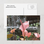 フロレスアンチュリオ ポストカード (正面/裏面)