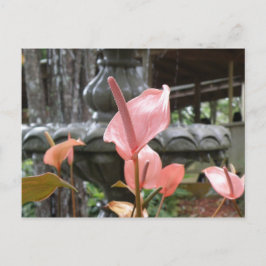 フロレスアンチュリオ ポストカード