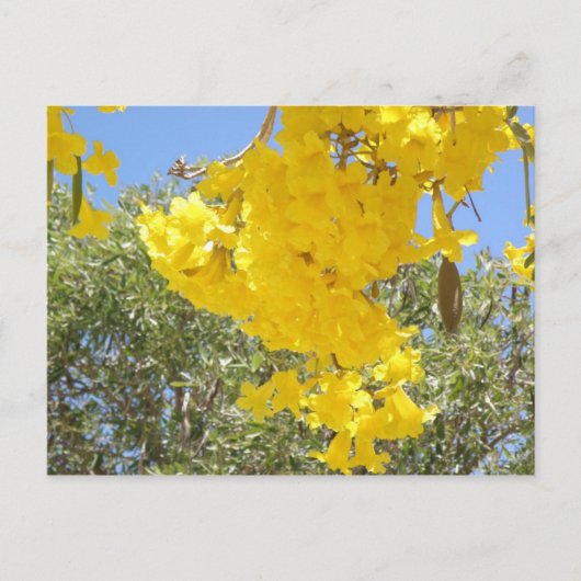 フロレスデプエルトリコ ポストカード (正面)