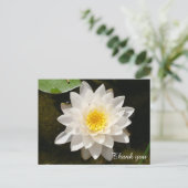 フローティングホワイト《植物》スイレンロータスサンキュー ポストカード (スタンド正面)