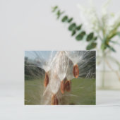 フローティングミルクウィード種子アートプリント/グラフィック ポストカード (スタンド正面)