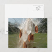 フローティングミルクウィード種子アートプリント/グラフィック ポストカード (正面/裏面)