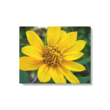 フローラの完成度の黄色