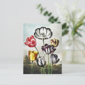 フローラの神殿からジョン・ソーントン・チューリップ ポストカード (スタンド正面)