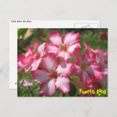 フローラはがき2 ポストカード (正面/裏面)