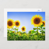 フローラひまわり黄色い花色 ポストカード (正面/裏面)