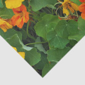 フローライエローとオレンジのナスチュラム写真 薄葉紙 (詳細)