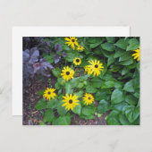 フローライエローブラックアイドスーザン写真 ポストカード (正面/裏面)