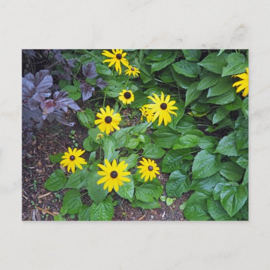 フローライエローブラックアイドスーザン写真 ポストカード (正面)