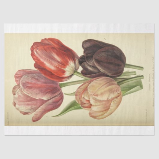 フローラエフェメラデコップピンクパープル春チューリップ 薄葉紙 (正面)