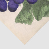 フローラエフェメラデコパージュパープフランスのルフラワーズティ 薄葉紙 (詳細)