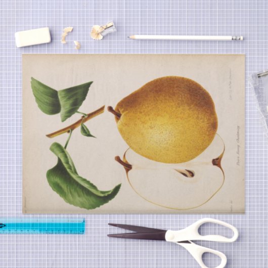 フローラエフエマデクページイエロー梨 薄葉紙 (クラフト)