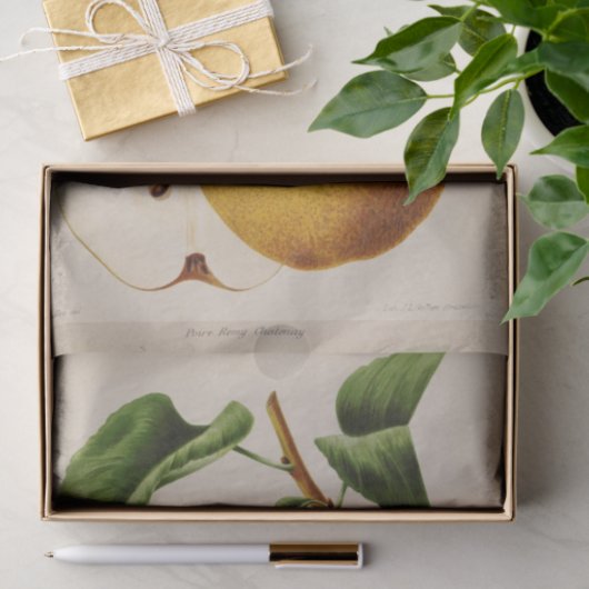 フローラエフエマデクページイエロー梨 薄葉紙 (ギフト)