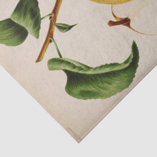 フローラエフエマデクページイエロー梨 薄葉紙 (詳細)