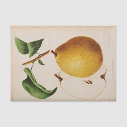 フローラエフエマデクページイエロー梨 薄葉紙 (正面)