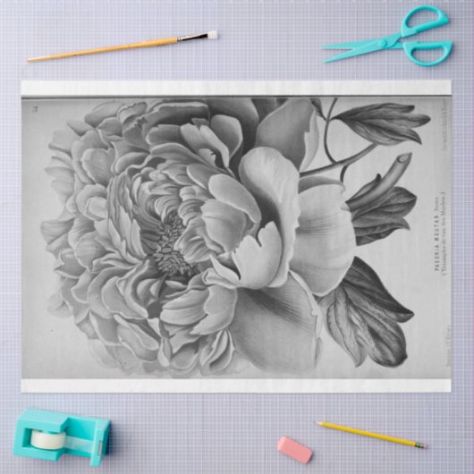 フローラエフエマデクページ白黒牡丹 薄葉紙 (クラフト)