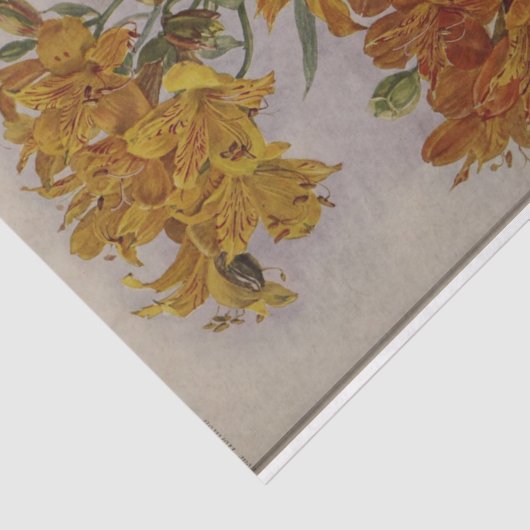 フローラエフエマデコップイエローオレンジ 薄葉紙 (詳細)