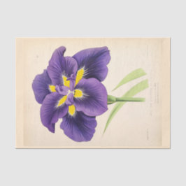 フローラエフエマデコップパープルフランスのフラワー 薄葉紙