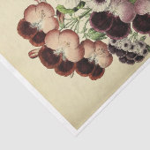 フローラエフエマデコップパープルホワイトパンジー 薄葉紙 (詳細)