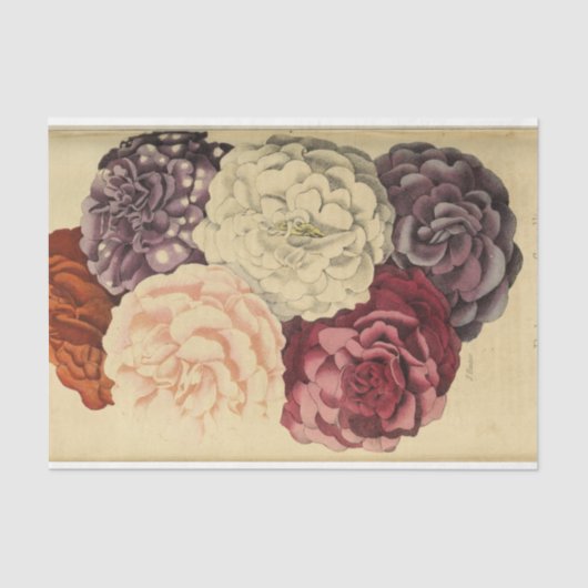 フローラエフエマデコップパープルホワイトピンク 薄葉紙 (正面)