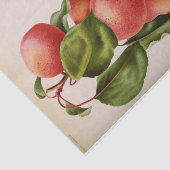 フローラエフエマデコップピンクピーチ 薄葉紙 (詳細)