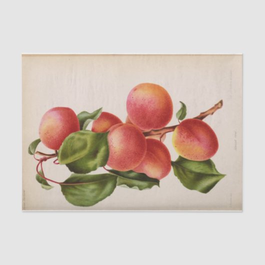 フローラエフエマデコップピンクピーチ 薄葉紙 (正面)