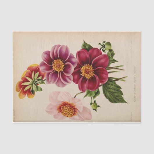 フローラエフエマデコップピンク色の花 薄葉紙 (正面)