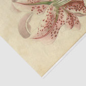 フローラエフエマデコップピンク色の花 薄葉紙 (詳細)