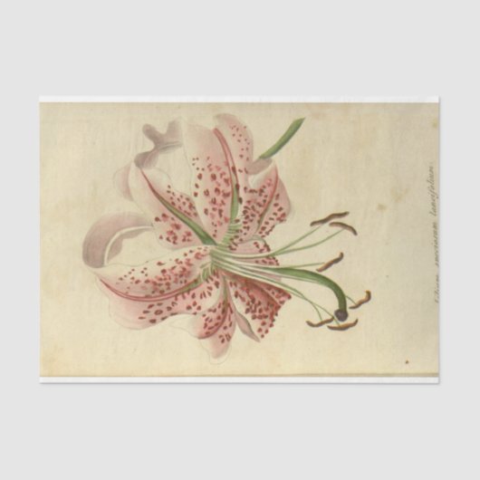 フローラエフエマデコップピンク色の花 薄葉紙 (正面)