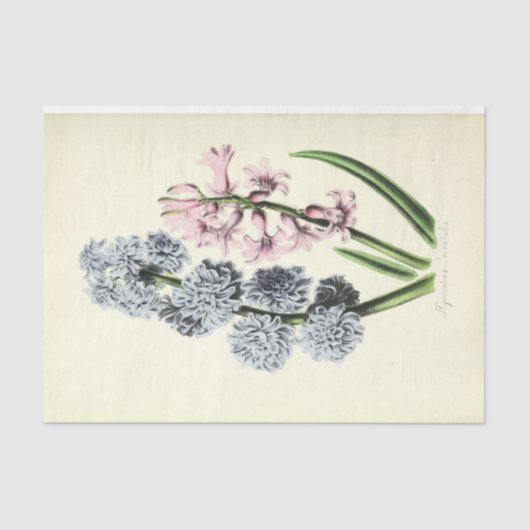 フローラエフエマデコップブルーとピンク 薄葉紙 (正面)