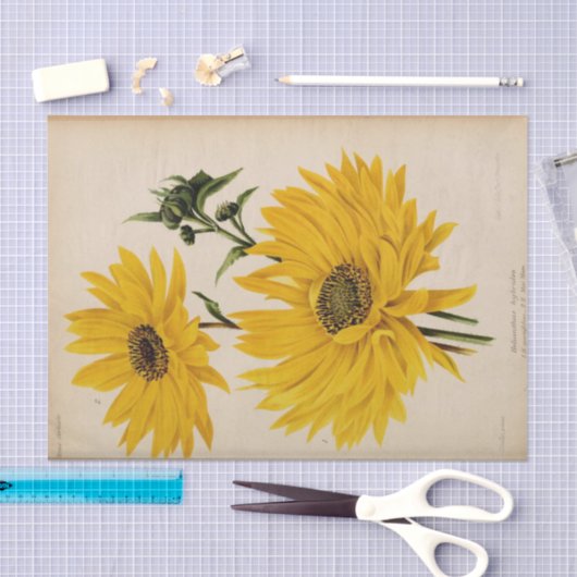 フローラエフエメラデコップイエローサンフラワー 薄葉紙 (クラフト)