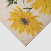 フローラエフエメラデコップイエローサンフラワー 薄葉紙 (詳細)