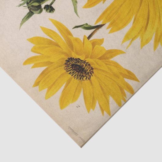 フローラエフエメラデコップイエローサンフラワー 薄葉紙 (詳細)