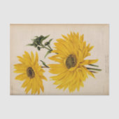 フローラエフエメラデコップイエローサンフラワー 薄葉紙 (正面)