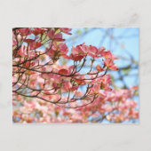 フローラカスタムポストカードピンクドッグウッド花 ポストカード (正面)