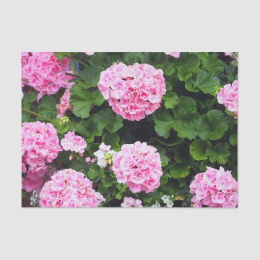フローラカラフルピンクゲラニアム写真 薄葉紙 (正面)