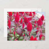 フローラカラフルー葉書 ポストカード (正面/裏面)