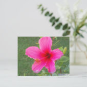 フローラカラフルー#6 ポストカード (スタンド正面)