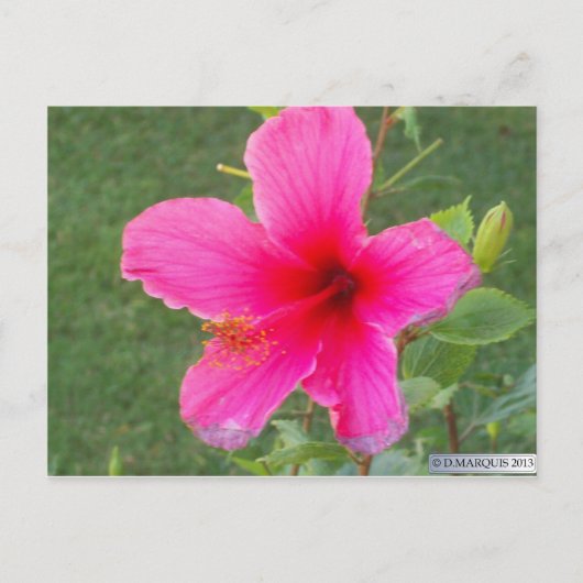 フローラカラフルー#6 ポストカード (正面)