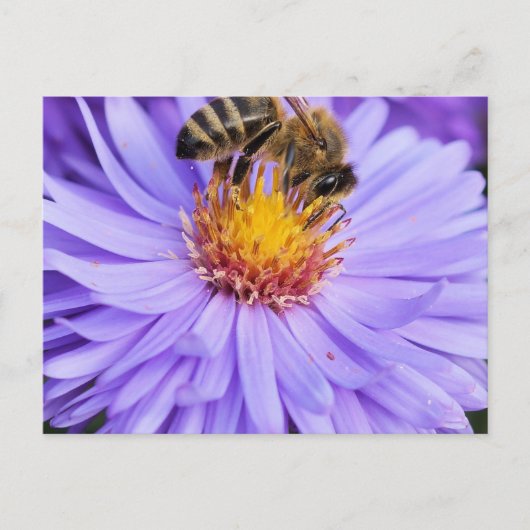 フローラガーデンパークピースラブ ポストカード (正面)