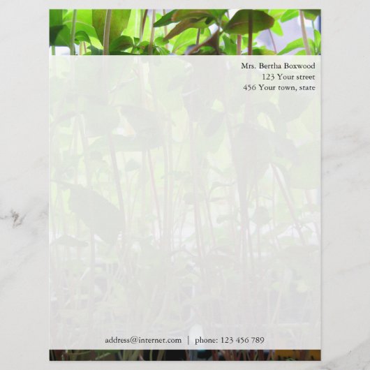 フローラグリーン苗写真カスタム住所 レターヘッド (正面)