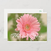 フローラサンキューピンクガーベラデイジー花 ポストカード (正面/裏面)
