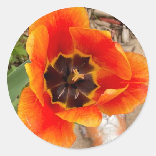 フローラシール ラウンドシール (正面)